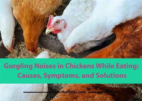 How to treat gurgling in chickens. Things To Know About How to treat gurgling in chickens. 